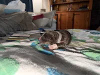 Phife, a male Australian Shepherd for sale in Simi Valley, CA – Photo 1 of 8