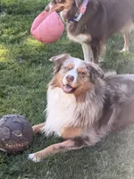 Phife, a male Australian Shepherd for sale in Simi Valley, CA – Photo 8 of 8