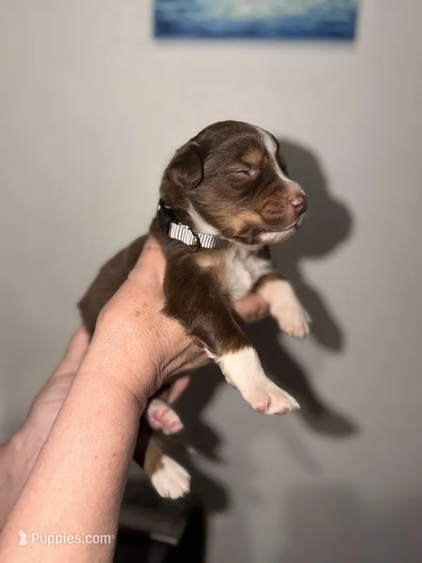 Phife – Australian Shepherd puppy for sale in Simi Valley, CA