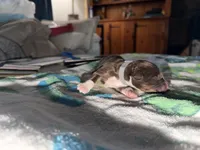 Phife, a male Australian Shepherd for sale in Simi Valley, CA – Photo 2 of 8