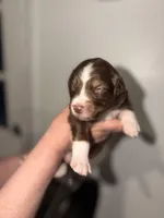 Phife, a male Australian Shepherd for sale in Simi Valley, CA – 3 of 9