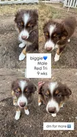 Biggie , a male Australian Shepherd for sale in Simi Valley, CA – 8 of 10