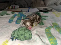 Nipsey, a male Australian Shepherd for sale in Simi Valley, CA – Photo 2 of 10