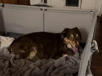 Nipsey, a male Australian Shepherd for sale in Simi Valley, CA – Photo 6 of 10