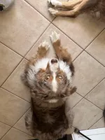 Nipsey, a male Australian Shepherd for sale in Simi Valley, CA – Photo 8 of 10