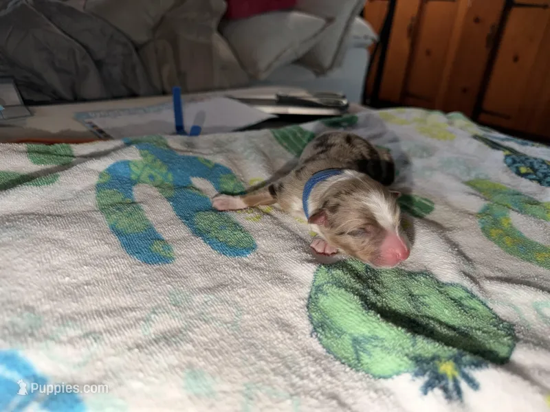 Nipsey – Australian Shepherd puppy for sale in Simi Valley, CA