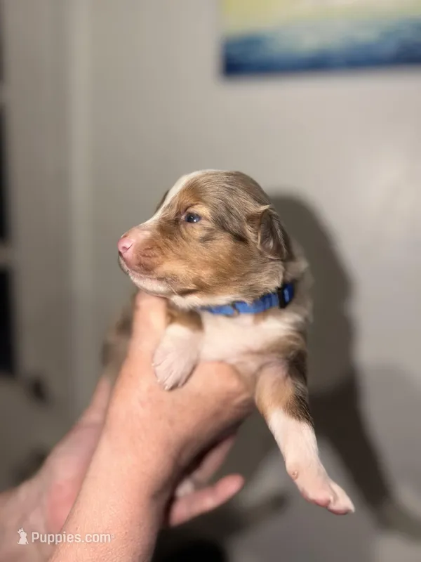 Nipsey – Australian Shepherd puppy for sale in Simi Valley, CA