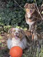 Biggie , a male Australian Shepherd for sale in Simi Valley, CA – 9 of 9