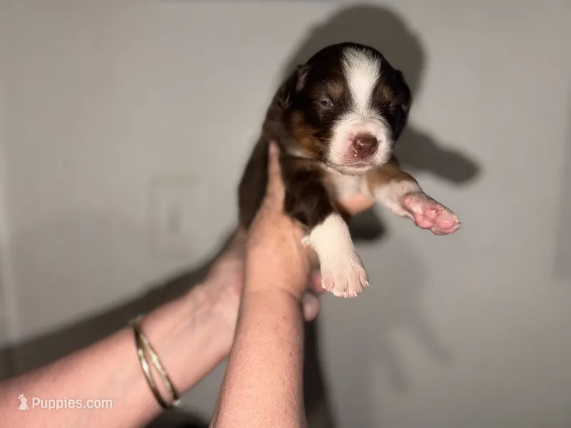 Biggie  – Australian Shepherd puppy for sale in Simi Valley, CA