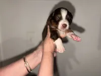 Biggie , a male Australian Shepherd for sale in Simi Valley, CA – 1 of 9