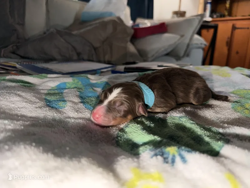 Snoop – Australian Shepherd puppy for sale in Simi Valley, CA