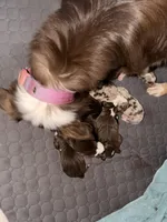 Snoop, a male Australian Shepherd for sale in Simi Valley, CA – Photo 2 of 8