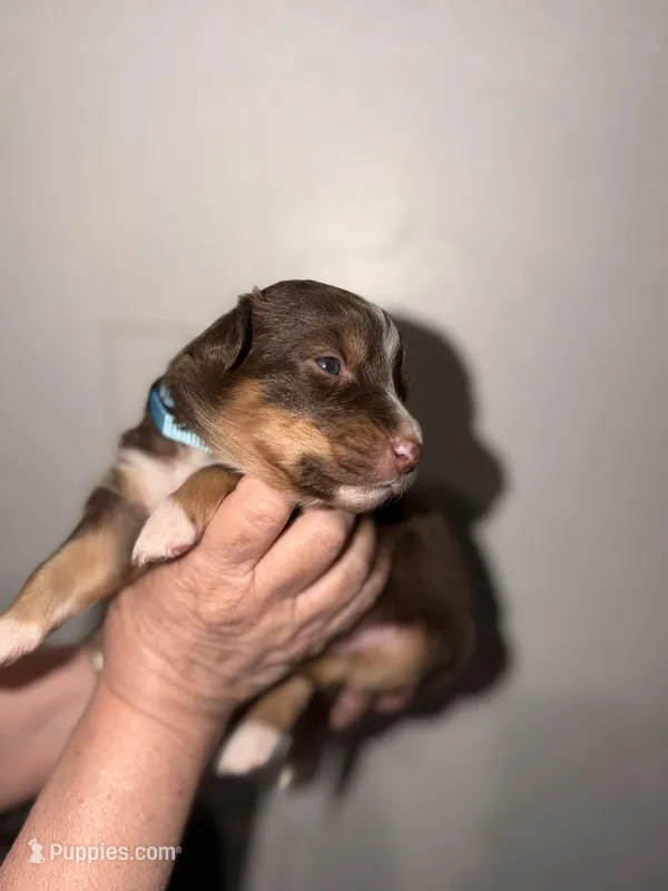 Snoop – Australian Shepherd puppy for sale in Simi Valley, CA