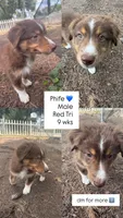 Phife, a male Australian Shepherd for sale in Simi Valley, CA – 7 of 10