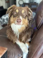 Cardi, a male Australian Shepherd for sale in Simi Valley, CA – Photo 9 of 10
