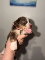 Cardi, a male Australian Shepherd for sale in Simi Valley, CA – 3 of 8