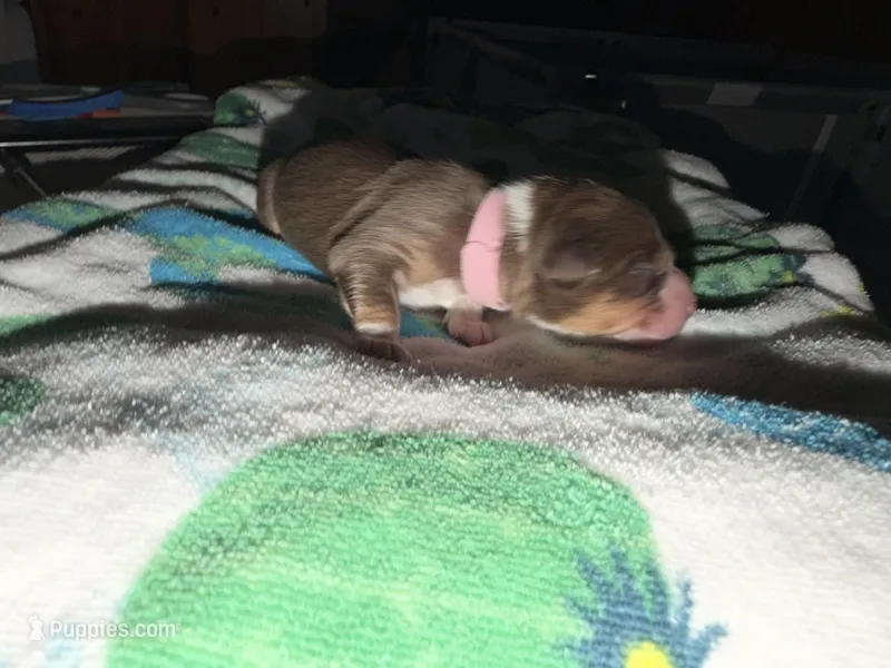 Cardi – Australian Shepherd puppy on hold in Simi Valley, CA