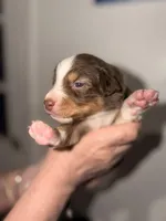 Cardi, a male Australian Shepherd for sale in Simi Valley, CA – 1 of 8