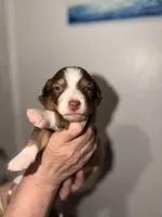 Cardi, a male Australian Shepherd for sale in Simi Valley, CA – 2 of 8