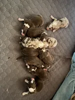 Biggie , a male Australian Shepherd for sale in Simi Valley, CA – 3 of 9