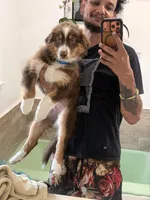 Biggie , a male Australian Shepherd for sale in Simi Valley, CA – 9 of 10