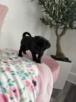 Coco, a male Pug for sale in Tampa, FL – 3 of 9