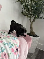 Coco, a male Pug for sale in Tampa, FL – 9 of 9
