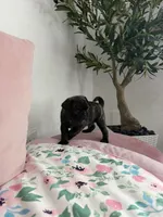 Coco, a male Pug for sale in Tampa, FL – 5 of 9