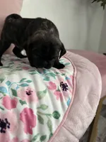 Coco, a male Pug for sale in Tampa, FL – 2 of 9