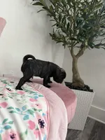 Coco, a male Pug for sale in Tampa, FL – 7 of 9
