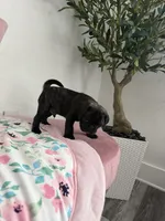 Coco, a male Pug for sale in Tampa, FL – 8 of 9