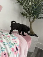 Coco, a male Pug for sale in Tampa, FL – 6 of 9