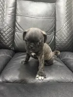 Priscila , a female Pug for sale in Tampa, FL – 4 of 4