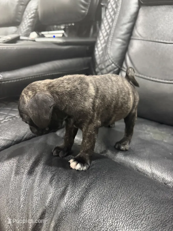 Priscila  – Pug puppy for sale in Tampa, FL