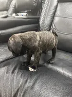 Priscila , a female Pug for sale in Tampa, FL – 2 of 4