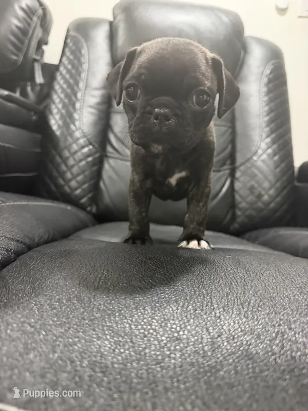 Priscila  – Pug puppy for sale in Tampa, FL