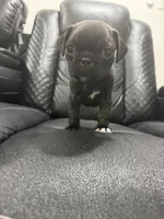 Priscila , a female Pug for sale in Tampa, FL – 1 of 4