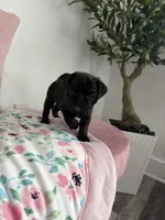 Coco, a male Pug for sale in Tampa, FL – 4 of 9