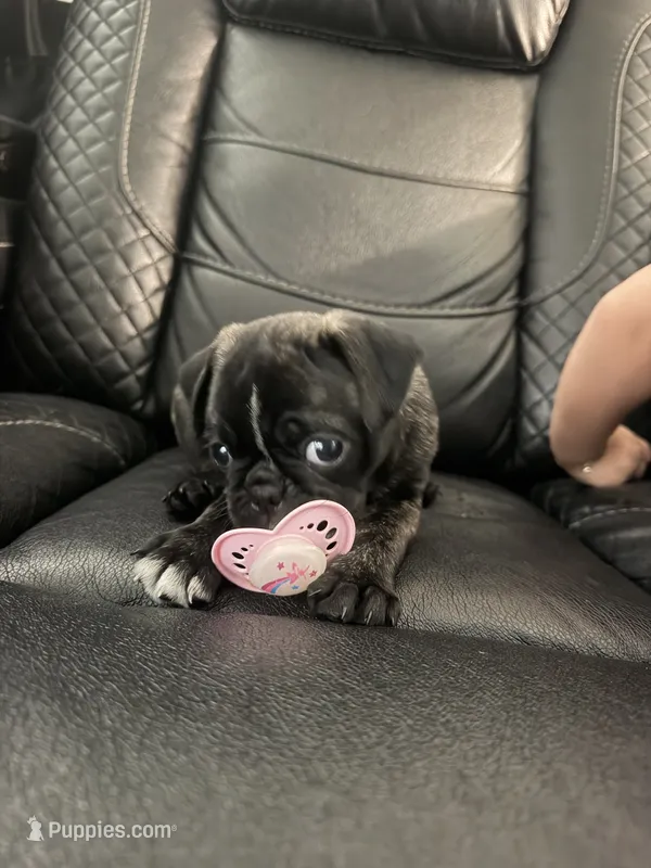 Priscila  – Pug puppy for sale in Tampa, FL