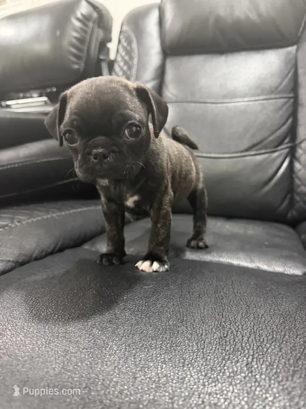 Priscila  – Pug puppy for sale in Tampa, FL