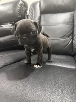 Priscila , a female Pug for sale in Tampa, FL – 3 of 4