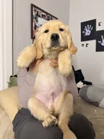 5, a male Golden Retriever for sale in Glens Falls, NY – Photo 1 of 4