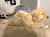 5, a male Golden Retriever for sale in Glens Falls, NY – Photo 3 of 4