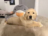 5, a male Golden Retriever for sale in Glens Falls, NY – Photo 4 of 4