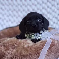 Charlie , a male Cavalier King Charles Spaniel and Poodle - Toy  for sale in Elizabethton, TN – 4 of 6