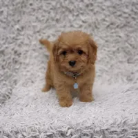 Liam, a male Cavalier King Charles Spaniel and Poodle - Toy  for sale in Elizabethton, TN – 5 of 8