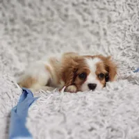 Westley, a male Cavalier King Charles Spaniel for sale in Elizabethton, TN – 5 of 8