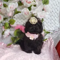 Lily, a female Cavapoo for sale in Elizabethton, TN – 4 of 6