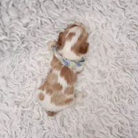 AKC Remi, a male Cavalier King Charles Spaniel for sale in Elizabethton, TN – 6 of 6