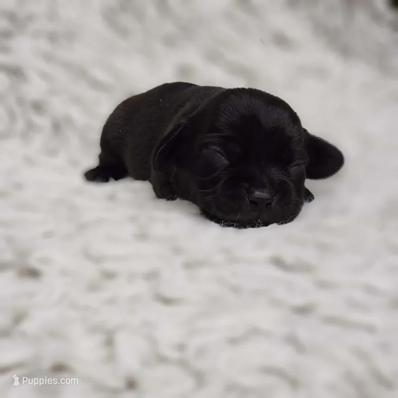 Jake – Cavalier King Charles Spaniel, Chihuahua puppy for sale in Elizabethton, TN
